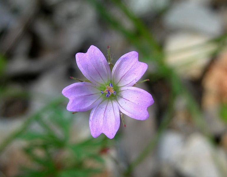 Geranium columbinum / Geranio colombino